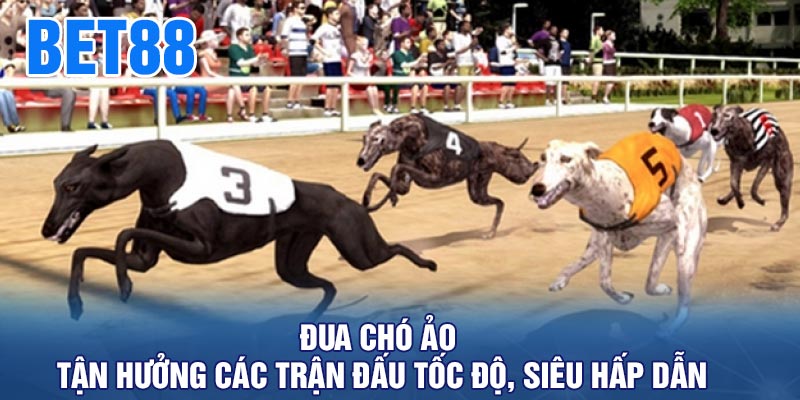 Đua chó ảo - Tận hưởng các trận đấu tốc độ, siêu hấp dẫn